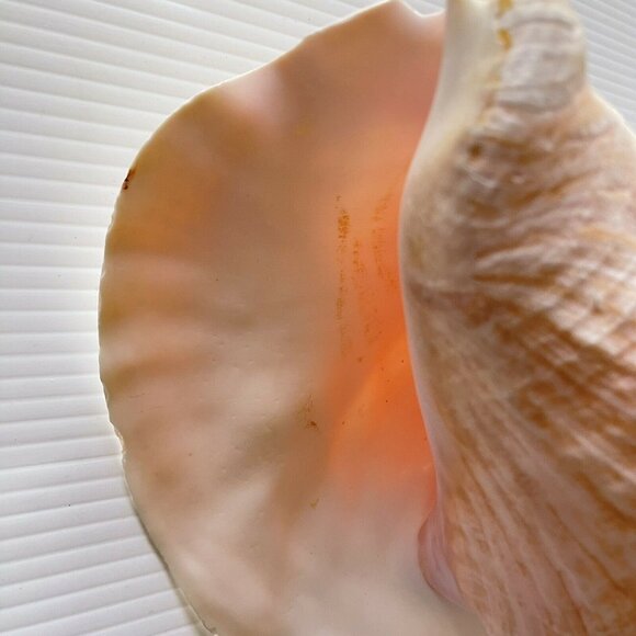 Queen Conch Sea Shell Large Natural Pink Seashell 9" No Harvest Hole Vintage - Picture 11 of 12